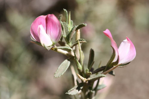 Ononis spinosa image