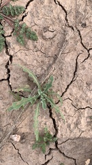 Centaurea melitensis