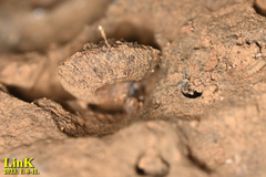 Plectotropis quelpartensis