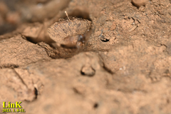 Plectotropis quelpartensis