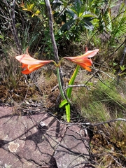 Hippeastrum glaucescens