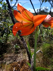 Hippeastrum glaucescens