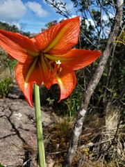 Hippeastrum glaucescens