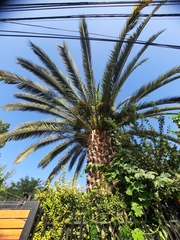 Phoenix canariensis