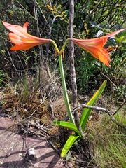 Hippeastrum glaucescens