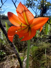 Hippeastrum glaucescens