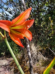Hippeastrum glaucescens