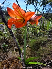 Hippeastrum glaucescens