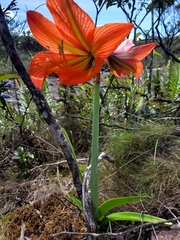 Hippeastrum glaucescens