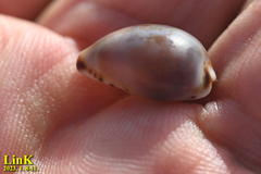 Purpuradusta gracilis