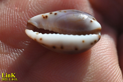 Purpuradusta gracilis