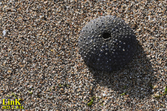 Heliocidaris crassispina