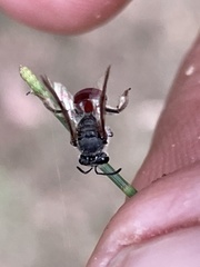Parasphecodes