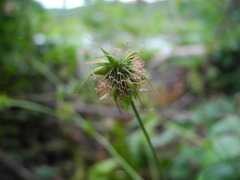Geum × spurium