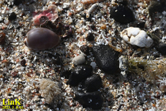 Purpuradusta gracilis