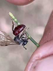 Parasphecodes