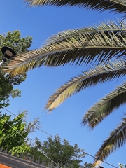 Phoenix canariensis