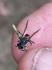 Parasphecodes