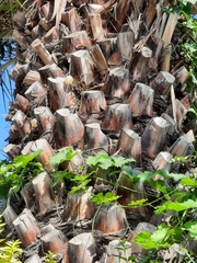 Phoenix canariensis