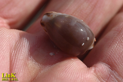 Purpuradusta gracilis