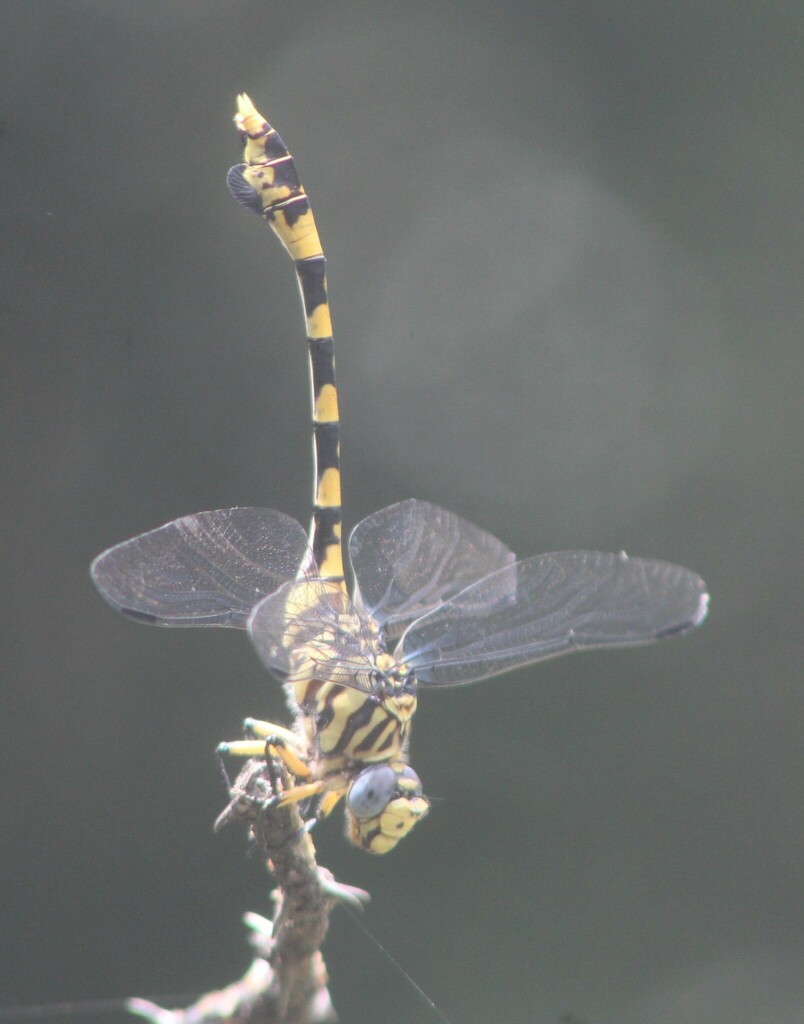 Tigertail from Richards Bay, South Africa on December 29, 2022 at 01:35 ...