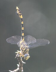 Ictinogomphus ferox