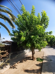 Acer negundo