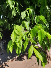 Acer negundo