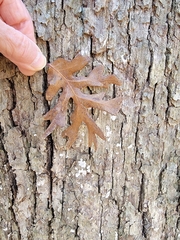 Aleurodiscus oakesii