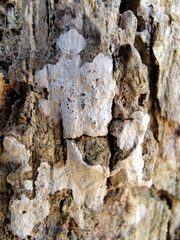 Aleurodiscus oakesii