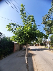 Acer negundo