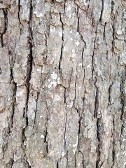 Aleurodiscus oakesii