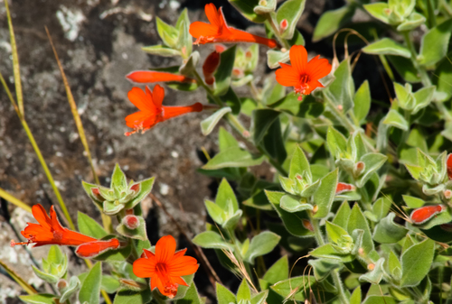 Epilobium canum