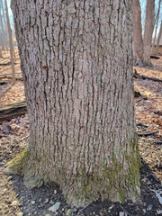 Aleurodiscus oakesii