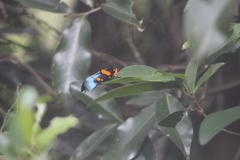 Egybolis vaillantina