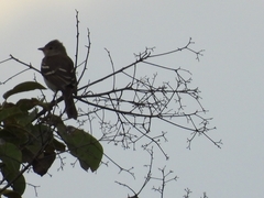Elaenia flavogaster