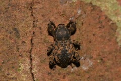 Methidrysis afflicta