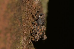 Methidrysis afflicta