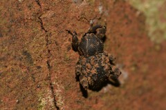 Methidrysis afflicta