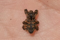 Methidrysis afflicta