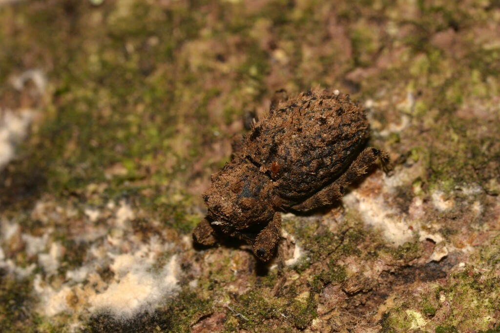 Poropterus foveatus