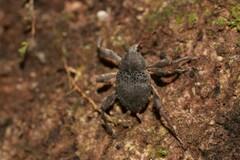 Onidistus araneus