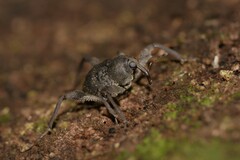Onidistus araneus