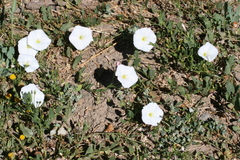 Image of Convolvulus arvensis