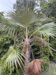 Coccothrinax proctorii