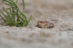 Pelobates vespertinus