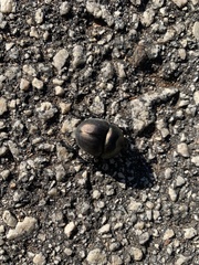 Mycotrupes lethroides