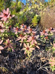 Leucadendron tinctum