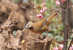 Ianthocincla cineracea