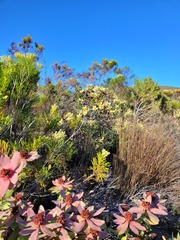 Leucadendron tinctum